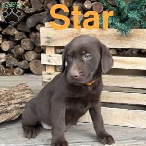 Star, Chocolate Labrador Retriever Puppy